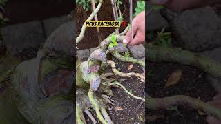 Sudah Proporsi ✅ bonsai bonsaiasia bonsaitree ficusracemosa bonsaiindonesia garden [upl. by Prissie]