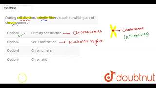 During cell division spindle fibers attach to which part of chromosome [upl. by Eidurt]