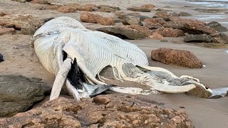 Massive Dead Whale Washes Up On Bellarine Peninsulas 13th Beach  September 2024 [upl. by Arikaahs]