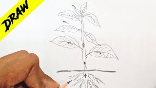 How to Draw Diagram for Transpiration in Plants Easily  Transpiration in Plants labelled Diagram [upl. by Bonn]