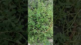 ব্রাহ্মীBacopa monnieri nature beautiful beauty amazing green medicine food plants love [upl. by Ane487]