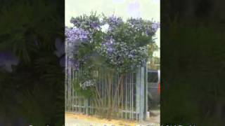 Psoralea pinnata  Scurfy Pea Shrub Kool Aid Bush [upl. by Eimerej]