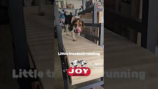 Treadmill training fueledbyjoy JOYDogFood beagles harehunting rabbithunting houndsmen [upl. by Rosenstein129]