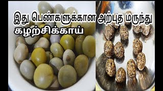 இது பெண்களுக்கான அற்புதமான மருந்துகழற்சிக்காய்Health Tips for Women in TamilPhysic Nut [upl. by Lednic]