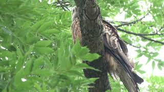 Red Kite Perched in a Tree [upl. by Einaffyt]