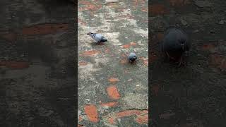 Pigeon ki ladai 🐦🐦🐦viralshortsvedio [upl. by Aninaj]