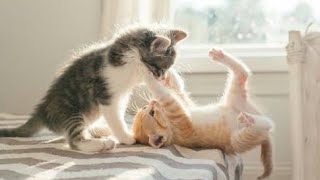 Lovely playful kittens video cats kittens shorts [upl. by Calandra377]