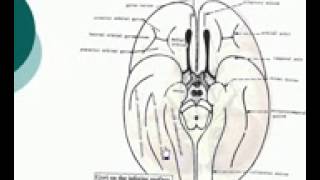 51 Sulci on the inferior surface Azharmedicine com [upl. by Eihpos]