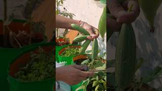 Vegetable garden on terrace 🏡🌶🫑🥒🌿  organic garden terracegarden gardening plants [upl. by Dymoke541]