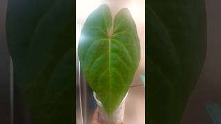 anthurium anthuriumhybrid anthuriumplant aroids tropicalplants nigrolaminum regale plants 🌿🌿 [upl. by Ilesara]