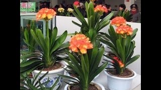 1 Pcs Clivia Flower Seeds Clivia Miniata Ornamental Potted Plant [upl. by Eegnat795]