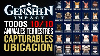 Genshin Impact  Animales terrestres  Todas las ubicaciones [upl. by Louanna]