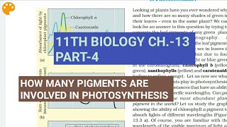 Class 11 BiologyCh13 Part4Pigments involved in photosynthesisStudy with Farru [upl. by Eidnas]