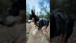 Energetic Dog Dashes Through the Forest [upl. by Eilra]