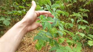 3 Raspberry Varieties 1 Guerrilla Garden Bed  Joan J Thornless Primocane amp Floricane Explained [upl. by Suanne]