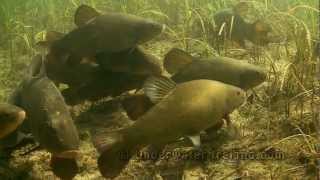 Scaring a flock of big jumbo tench underwater [upl. by Noryak]