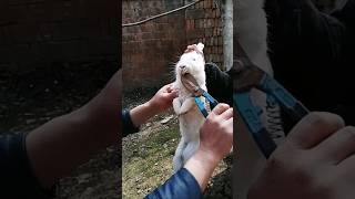 Rabbit helps 🐇youtubeshorts villagelife [upl. by Yuk]