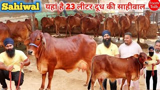 Beautiful Pure Sahiwal Cow 👍12 से 20 लीटर की गाय ✅ Amaratsar Khurd Haryana 👌 Cow Farm Talk Sahiwal [upl. by Beverle421]