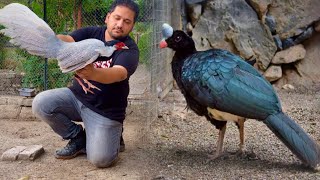 Pheasant Farming All Breeds Pheasant In One Farm Biggest Pheasant Farm In PunjabHsn Entertainment [upl. by Tien]