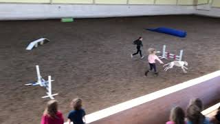 Fastest dog agility ever [upl. by Marciano]