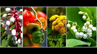 Killer Plants  Most Poisonous Plants of the World [upl. by Elodea]