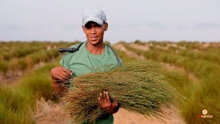 Crop to Cup  The story of our rooibos tea [upl. by Adnopoz]