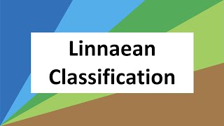 Year 7 Linnaean Classification [upl. by Areht]