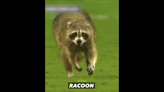 Funny Animals in Football [upl. by Nathanil]