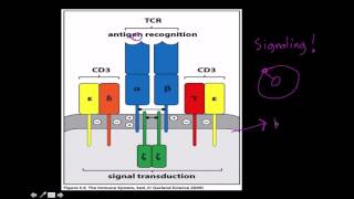 Immunology T cell receptor structure and function [upl. by Kipp]