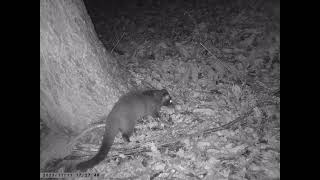 Masked Palm Civet Caught on Nut Feeder Trailcam [upl. by Ervine8]