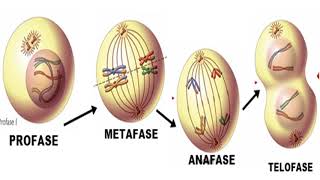 Mitosis [upl. by Avon]