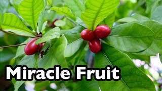 All About Miracle Fruit [upl. by Aleet677]