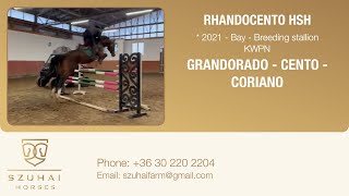 GRANDORADO x CENTO 2021 APPROVED STALION HORSE FOR SALE [upl. by Yarehs]