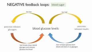 Homeostasis of blood glucose a negative feedback loop [upl. by Snej]