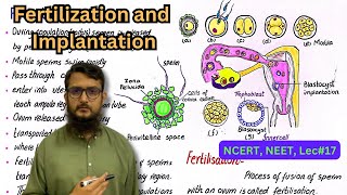 fertilization and implantation  NEET  NCERT  class 12 [upl. by Lehcor]