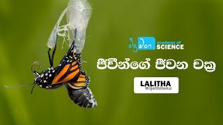 ජීවීන්ගේ ජීවන චක්‍ර  Life cycles of animals  Grade 8 Science  Sinhala [upl. by Nerval]