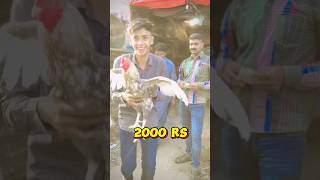 Murga business profit or loss moizjaved challenge birds shorts [upl. by Bengt644]