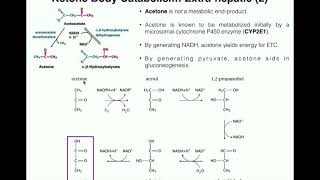 Ketone Bodies  Catabolism of βhydroxybutyrate Acetoacetate amp Acetone [upl. by Tammara]