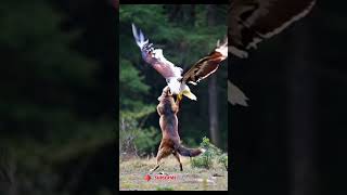 Strange Adventures of an Eagle and a Dog eagle and Dog Funny video 💜 🔥 [upl. by Alexine800]