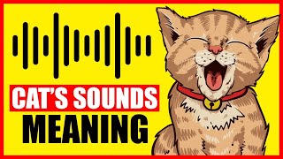 9 Sounds Cats Make And What They Mean [upl. by Lasyrc15]