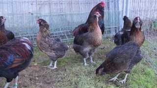 gallinas de raza araucana aperdizado dorado [upl. by Gerger329]