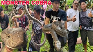 MONSTER KING COBRA NAHULI SA BUKIDKinakatakutan ng buong brgy nahuli cobraprince4601 [upl. by Serafine]