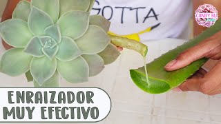 Enraizar cualquier planta con ALOE VERA truco casero muy efectivo │Candy Bu [upl. by Elvira803]