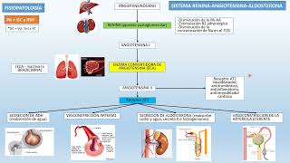✅✅SISTEMA RENINAANGIOTENSINAALDOSTERONA Repaso Rápido [upl. by Reisch]
