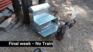 RentaCoop Treadle Chicken Feeder Review [upl. by Lorac]