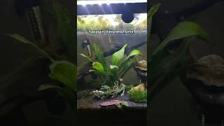 lil ghosties went right to grazing ghostshrimp otocinclus fishtank [upl. by Dannon]