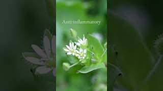 3 Uses for Chickweed [upl. by Irrem180]