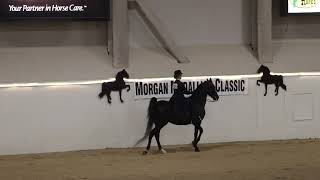 The Morgan Medallion Classic Class 69 Saddle Seat Equitation Southpoint Arena Las Vegas NV 2022 [upl. by Wolgast]