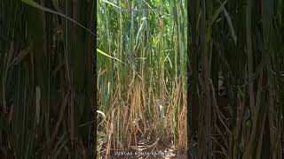 Juncao Grass Technology Kajiado Making Fodder Availability a Reality In KenyaContact 0752600777 [upl. by Sadinoel670]