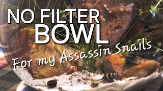 Setting up a quick and easy lowtech nofilter fish bowl for my Assassin Snails [upl. by Arzed]